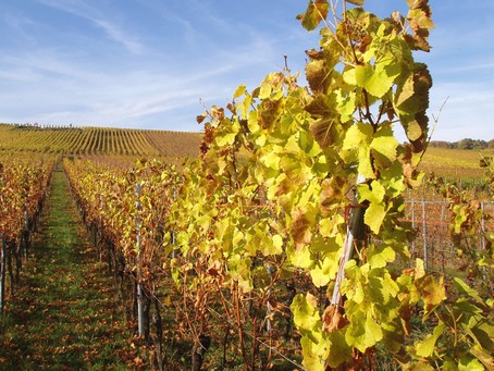 gite alsace - Vignes a l'automne